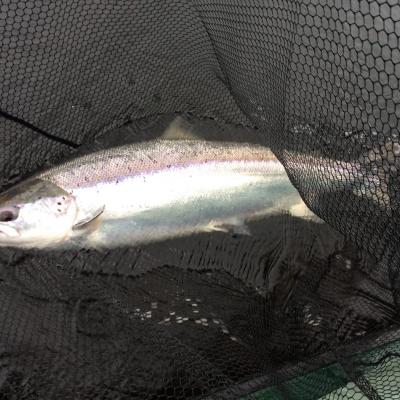 When you truly realise that pristine heavyweight salmon like this run the River Tay throughout the fishing season then the chance of a capture of one of these will draw your subconscious mind into play. This is a dangerous state of salmon fishing mind as it usually always results in the loss of thousands of pounds in fishing tackle and salmon permit tickets! Look at the perfect condition of this fresh run River Tay Spring salmon.