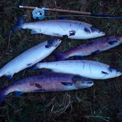 Here's the result of 90 minutes on the Newtyle Beat of the River Tay by myself as the Head Ghillie. 2 of these fish were early run Spring salmon and the rest Autumn run fish. All of them were taken to the River Tay hatchery programme as brood stock although the 2 Spring fish were brought back 2 weeks later and released to go and reproduce naturally.