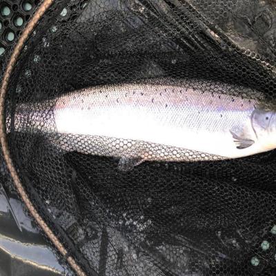 Here's another fine heavyweight salmon of 24lbs which was caught from the boat on the Dunkeld House salmon beat. Salmon of this caliber are always present in the Tay during the early months of the year for those astute enough to realise that. Catching one of these is a dream come true for most salmon fishers. Note the fine 'fish friendly' mesh landing net & padded landing mat to protect the salmon during the unhooking stage prior to release.