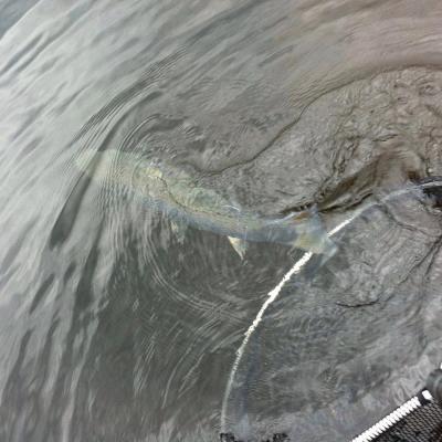 Here's a perfect Tay salmon swimming out of the landing net and regaining its freedom back to its river home. Look at the fish friendly landing net mesh which is essential to protect the flanks of the salmon from scale and mucous membrane damage while being landed and unhooked. This salmon was landed by my fishing guest and great friend John Gray while I was working as his salmon fishing guide for the day.