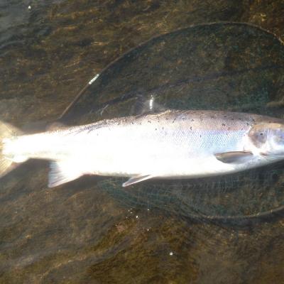 This perfect 27lbs Tay Springer took me by surprise at the Kinnaird Beat's Rock Pool during a high water period at the end of May while I was working as a professional salmon fishing guide. What a absolutely perfect fish which showed up at 5pm after a full day of salmon fishing effort. You can see the size of this fish against the 32 inch frame of the salmon landing net the salmon is lying on before I released this fine fish.