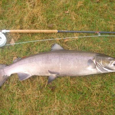 I caught this superb 42inch Tay salmon which took a size 9 salmon fly in the Cottar Pool on the River Tay's Newtyle Beat during October. What an amazing battle this fish put up before I could steer it to the landing net. Book a professional River Tay salmon fishing guide to assist you to connect with specimen River Tay salmon like this.