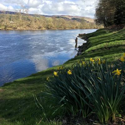 When you see a big bunch of daffodils on any Scottish riverbank realise they are not there naturally and someone has planted them there for a reason. On a salmon river that reason will almost certainly be to mark one of the salmon beat's Spring salmon lies as you can clearly see here on the River Tay near Pitlochry. These are the subtle observational markers that real professional salmon fishing guides will know and teach to new salmon fishers while being tutored.