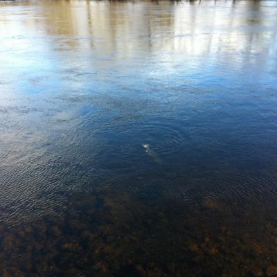 Here's a River Tay salmon in the last stages of the fight before being landed. Drawing the salmon into deep slack water makes the landing job much easier than trying the same in fast shallow water. All experienced salmon fishing guides will be aware of this as it considerably shortens the fight.