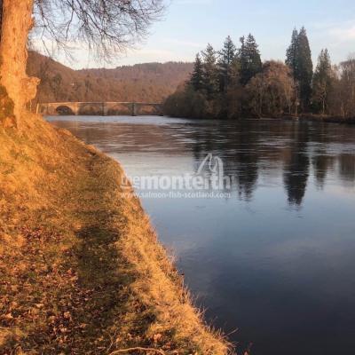 The Gauge Tree Pool on the Dunkeld House salmon beat