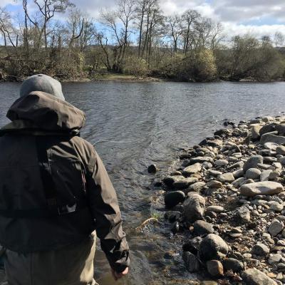 Here's one of our River Tay salmon fishing trip guests moments before a Spring salmon took his fly at the Green Bank Pool of the River Tay at Kinnaird. Careful salmon lie approach often pays off when fishing any salmon pool especially when salmon are suspected of lying close to the riverbank like this scenario. This fisher had come from California to fish the Tay and departed with a very special memory.