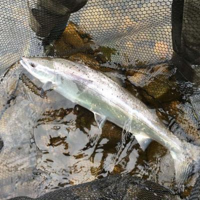 This fish had only just entered the River Tay when it was caught by myself near Dunkeld while I was working as a salmon fly fishing instructor. This fresh run salmon was covered in long tailed sea lice which are acquired in the ocean and then drop off the fish within 48 hours of being back in the fresh river water. This fine Spring salmon had swum from Perth up to Dunkeld within that 48 hour time frame which is good going against the powerful flows of the Tay.