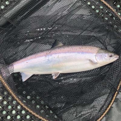 Here's an absolute peach of a fresh run Spring salmon weighing 24lbs which was caught near Dunkeld on the River Tay by our top professional salmon fishing guide. These highly prized heavyweight Spring salmon are what the River Tay is famous for producing and thousands of salmon fishing trip anglers come to the Tay each year for the chance of catching one.