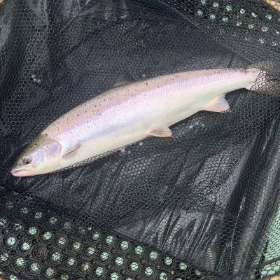 Look at this perfect Spring salmon lying on the rubber mat on the floor boards of this River Tay salmon boat. This fine salmon is lying in the landing net after being hooked and landed by one of our salmon fishing holiday guests before the fish was released back to the Tay.