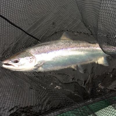 This is God's finest marine creature in a salmon landing net moments before it was released back to its River Tay habitat. This fine fish was caught during late March near Dunkeld and weight exactly 23lbs. The fish took a pearly pink 4 inch Classic Tomic lure in colour code 341. These lures are ordered from Tomic Lures in Canada especially for use on the River Tay by many professional salmon fishing guides.