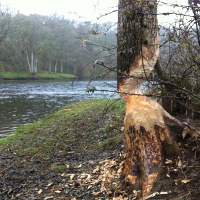 You can clearly see the damage these re-introduced beavers are doing to the beautiful native woodlands of the Scottish rivers. This is fast becoming a serious issue in Scotland and a really unthoughtful thing to have done to the ecology of Scotland's riverbanks by reintroducing these highly destructive animals. These tree will now die as a result of this damage and thousands of tress on Tayside have now been death sentenced like this at a time where the experts are saying we need more trees to offset high carbon dioxide issues and subsequent climate change. I took this destructive shot at the Rock Pool on the Kinnaird salmon fishing beat near Pitlochry.