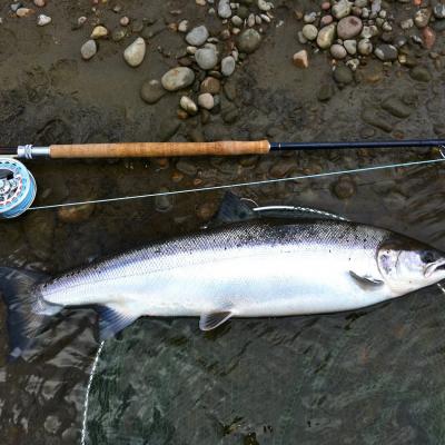 This was a perfect River Tummel salmon of 11lbs caught that I caught while working as a salmon guide in May near the mouth of the River Tummel. You can see the light blue floating fly line on my fly rod which was fitted with a 15ft sinking tip just to get the fly down a foot or two in the water column. Note the fine meshed landing net bag the salmon is lying on.