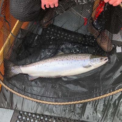 This salmon is a great example of the build and beauty of a fresh run Scottish salmon. This boat caught fish was captured on the River Tay near Dunkeld by our salmon fishing ghillie and was quickly released after this photograph was taken. Look at the salmon landing net the fish is lying in which is essential for landing and releasing salmon from the boat.