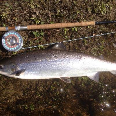 This perfect Spring salmon was caught by myself on the River Tay during late February after hours of searching the river for a fish. When you go salmon fishing it requires a solid logic backed fishing plan at the start of the day to catch salmon and this fish was the result of that type of detailed planning. Look at the perfect shimmer from this early Spring salmon's silver flanks lying beside my salmon fly reel & Spey rod.
