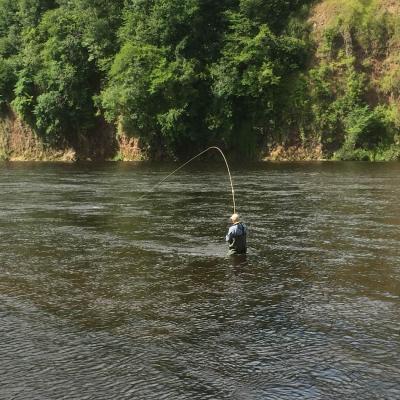 Here's one of our many guided salmon fishing guest playing 1 or 5 perfect lower River Tay salmon during July. A high rod tip like you see here is important when playing salmon to offset sudden jumps or surges and to keep the fly line high in the water column away from potential snags. Look at the lovely red sandstone cliffs on the far bank of the Tay.