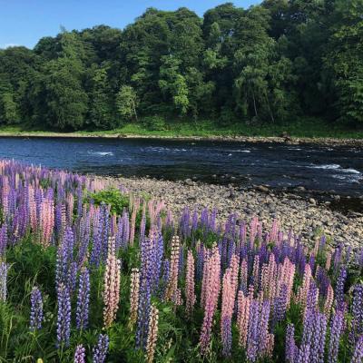 These wild lupins are a great sight to behold during late Spring on the riverbanks of Scotland. These's so much fascinating natural beauty to be observed on the riverbanks of Scotland catching salmon is only one dimension of a day out salmon fishing. This is the neck of the Boat Pool on Glendelvine Water which is a perfect River Tay salmon fishing venue near Perth.