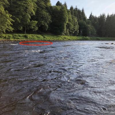 Here's a red circle highlighting the deep trough in the riverbed at the neck of the famous Glendelvine Beat's Boat Pool. This is exactly where the British record rod caught salmon of 64lbs was hooked and eventually landed back in 1922.