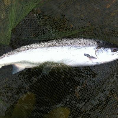 Here's a perfect fresh run Summer salmon which one of my fishing trip guest's caught near Pitlochry on the River Tay while I was working as his salmon fishing guide. This fish took a small deep fished salmon fly and put up a great fight before being drawn to the fine green meshed landing net that you can see behind the salmon.