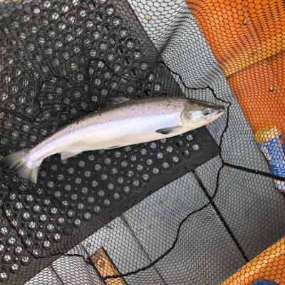 Here's a fine Spring salmon in full oceanic hunting colours. This fish had only just arrived back in the River Tay from the ocean when it was captured near Dunkeld which is a popular salmon fishing area of the Tay Valley. Our salmon guide placed this fish temporarily on the rubber mat in the landing net to unhook this salmon prior to releasing it.