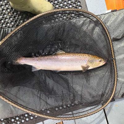 Another fine River Tay salmon is landed at Dunkeld on the River Tay by our salmon guide. This fish was caught on the fly from the boat which is a great method for salmon fishing success on the middle stretches of the Tay. You can see fish friendly landing net mesh and a soft padded landing mat being used which is important to protect the salmon prior to release.