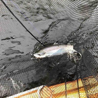 Here's a perfect River Tay Spring salmon that was hooked and landed from the boat in the Cathedral Stream Pool at Dunkeld by our professional salmon fishing guide. This is a great salmon fishing pool in low water conditions in this very popular fishing area of the Tay Valley. You can see the salmon being held safely in the landing net at the side of the boat for this lovely photograph.