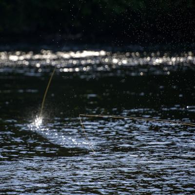 Here's a Spey casting error that can be easily rectified under the supervision of a professional salmon fishing guide. This type of splash down normally occurs when the salmon angler throws the rod at the river on the power stroke instead of stopping the rod high. Our salmon fishing casting lessons can quickly fix this common salmon fly rod casting error.