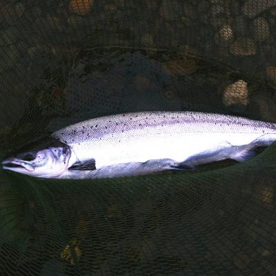 Look at the shape and colours of this perfect marine feeding machine! This is a Scottish Spring salmon which was captured on the River Tay near Dunkeld during January. This fish fell to a carefully presented tube fly in the higher Spring water level even though most Tay fishers wrongly think spinning is the best method at that time of year. This fishing was captured by one of my salmon fishing holiday guests while I was assisting him as his personal fishing guide for the day.