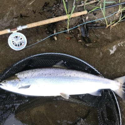 Hooking one of these muscle bound Spring salmon is one skill but knowing exactly how to play the salmon correctly is a completely different discipline. This perfect 'Springer' was captured and quickly released on the River Tay by one of our salmon fishing holiday guests during late May near the Perthshire town of Dunkeld.