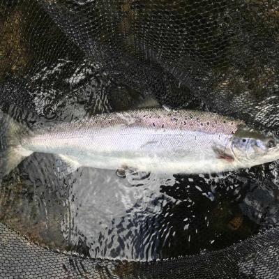 Book a professional River Tay salmon guide to show you how to place one of these special fish in the landing net and apply your salmon fight footage to Youtube! Look at the deep set build of this perfect salmon as it lies in the landing net before its release back to the river. This perfect fish was caught by one of our fortunate salmon fishing trip guests during the month of May.