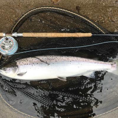 Here's a fine fresh run salmon from the River Tay which was caught near Dunkeld by one of our salmon fishing holiday guests. Catching salmon like this is exciting when taken on a fly rod and every salmon fight experience is exciting. The Tay is just over an hour away from Glasgow to so easily accessed by car.