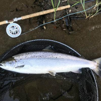If you look closely at this perfect Spring salmon you'll see the little piece of arctic fox tail that was responsible for luring it from the depths of the River Tay. If you choose the correct salmon fly pattern and learn how to fish it effectively this is the end result. I caught this perfect Spring salmon while working as a salmon guide on the Tay.