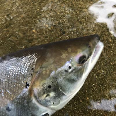 Look at this and tell me you cannot see the nose of an astute marine predator. This is a River Tay Spring salmon that was captured near Dunkeld during the Spring month of May which is a great fishing time on the Tay. I caught this salmon opposite the mouth of the River Tummel where it enters the Tay while I was off duty as a River Tay salmon guide.