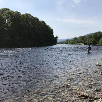 Come to Scotland's River Tay and learn how to properly fish for salmon. Many anglers like this one come from all over the world to the Scottish rivers each year in pursuit of these fine creatures. This is the River Tummel / River Tay confluence which is a great fishing area for salmon fishing trip guests.