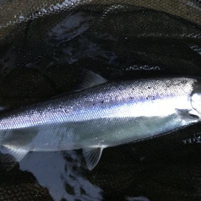 Here's the beautiful silver flanks of a fresh run Spring salmon which was caught on the River Tay near Dunkeld. Salmon like this create indelible memories such is their power and amazing natural beauty when you encounter of one of these fine creatures. This perfect salmon was caught by one of our salmon fishing holiday guests while accompanied by myself as his personal salmon fishing guide.