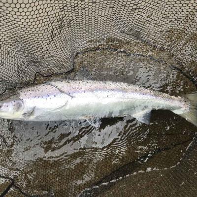 Here's a perfect example of God's finest marine creature the Atlantic salmon. These fish are amazingly powerful and awesome to look at once your skill levels are high enough to place one in the landing net for a close up inspection. This fine specimen was caught near Pitlochry on the River Tay by one of my salmon fishing trip guests.
