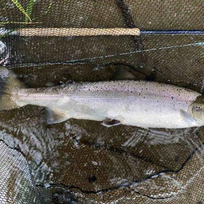 Learning how to fish with a salmon fly rod is important but learning how to hook a salmon on the fly is important too. This lovely Summer salmon was caught on the River Tay near Dunkeld and is typical of Summer run salmon. This fish was caught by one of our salmon fishing holiday guests during July with the assistance of his salmon fishing guide.