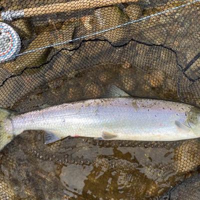 Here's a River Tay Spring salmon that was aught on the fly near Dunkeld during the first week of June. Although caught in June this is a Spring salmon that's been in the river for a few weeks so still technically a Spring run salmon. The silver salmon fly reel you can see is a Van Staal C-Vex 9-11 Combo model which is my favourite salmon fly reel.