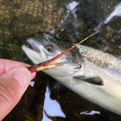 Here's a lovely Tay Spring salmon that fell for the deadly Jock's Shrimp tube fly near the River Tummel mouth where it enters the River Tay. Fly fishing in Scotland is great fun and is highly satisfying when salmon are outsmarted. This fine salmon took the Jock's Shrimp salmon which you can see in the photograph.
