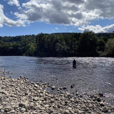 A professional salmon guide is best placed to teach you the important salmon fishing skills. Don'y waste your spare time guessing about how to fish for salmon. This angler is out fly fishing the Mike's Run Pool of the River Tummel near Pitlochry following some intensive yet highly effective salmon fly fishing tuition.
