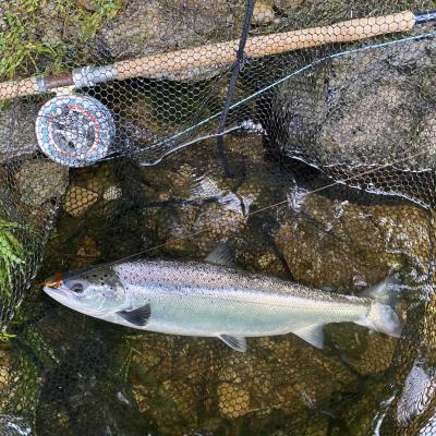 I caught this lovely Summer salmon at the tail of the Rock Pool during July. You can see this fresh run fish is in the landing net beside my salmon fly rod and reel. The salmon fly that's still in the fish's mouth is the deadly Jock's Shrimp pattern.