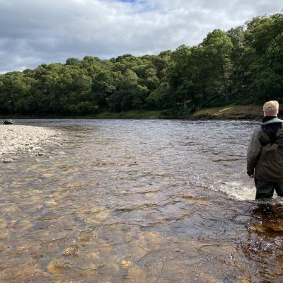 Here's a salmon fly fisher wading down through the mouth of the River Tummel where this river meets the River Tay. Technically he's wading too deep through this fast stream and if he came back in just a foot or two he'd reduce the water pressure significantly on the the back of his legs.