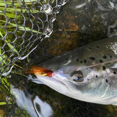 Here's a salmon with a mouthful of the deadly Jock's Shrimp salmon fly. This fish was caught near Dunkeld on the River Tay during July and is a good evidence of just how effective this salmon fly pattern can be. Tie one of these salmon flies onto your leader and watch what happens!