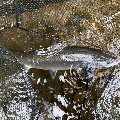 If you've hooked your salmon correctly and played the fish properly then managed to steer the fish to a quieter area of the salmon pool then the landing stage is nothing more than drawing the fish over a pre-sunk landing net then simple lifting the net as you can see here.