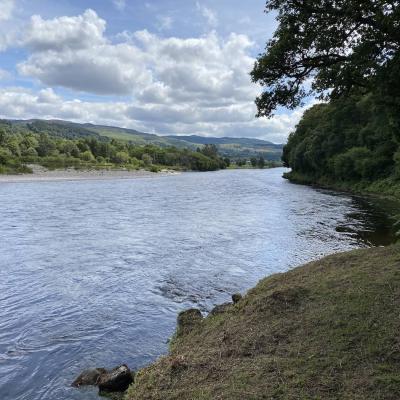 This shot on the River Tay was taken to show the little riffle of water at the side of the river directly in front of this oak tree where running salmon love to stop. A salmon fishing guide recognises these little holding areas on salmon beats of Scotland and will make sure the fishing trip guests cover them frequently during their fishing days.
