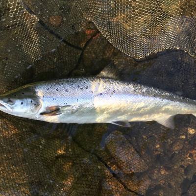 This fine Summer salmon was landed by myself at the Tummel Tay confluence at sun up during the month of July. You can see this salmon is still in the landing net when I took this shot before I quickly released it back to the River Tay. The early morning sunlight caught this salmon's flanks perfectly.