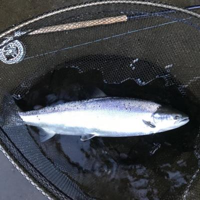 Here's the perfect end result of a carefully presented River Tay salmon fly in the middle area of the Tay Valley near Dunkeld during May. Look at the physical perfection of this salmon and it's no wonder these Spring run fish are the most highly regarded of all the Scottish salmon runs. The fish is in the landing net beside my salmon fly rod & reel.
