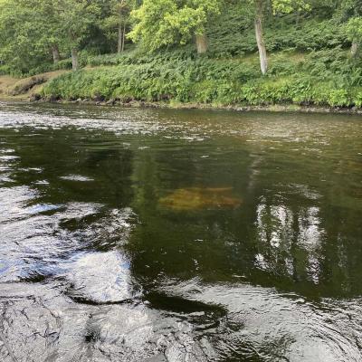 This is a fantastic salmon lie that's located close to the mouth of the River Tummel where it enters the Tay. Salmon love to nose in here beside this subsurface sandstone boulder that you can see and even the otter comes into this glassy water at night looking for his dinner. Knowing the hot spots is crucial for success and a professional Tay salmon guide will show you them to avoid any guesswork.