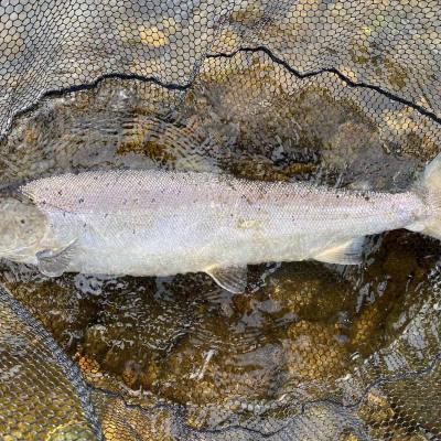 This perfect salmon was caught on the River Tay near Pitlochry  in July via careful sub surface water column planning where a heavy sink tip was added to the fly line to put the fly down through a heavy flow area of the salmon pool. When salmon are lying deep you need to get your fly down onto them for the best chance of cooperation!