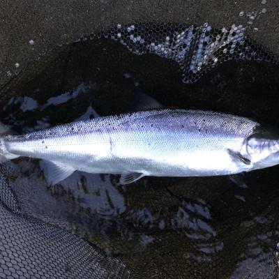 Here's a late May example of a fresh run River Tay caught Spring salmon which was captured on the Kinnaird salmon beats near Dunkeld. This is the most sought after salmon of all and it's a delight to land a fish like this on a 15ft salmon fly rod. 