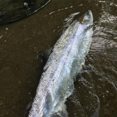 This perfect Spring salmon was caught at the Upper Kinnaird salmon beat's Rock Pool during February. The River Tay fishes well from mid February through to mid May for perfect Spring salmon like this. The Tay is near Pitlochry & Dunkeld which are 2 very popular  Perthshire towns with good accommodation options.